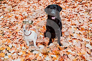 Two beautiful dogs sitting outdoors on brown leaves background. Black labrador and cute small jack russell. Autumn season