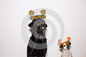 two beautiful dogs, a small cute dog and a black labrador wearing funny halloween diadems. Indoors. Costumes