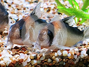 Two beautiful duplicarius corydoras catfish fresh water aquarium gravel cleanest planted tanks plants growing under water