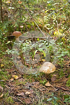 Two beautiful edible mushrooms grow in pine forest, boletus edulis, brown cap boletus, penny bun, cep, porcino or porcini, white