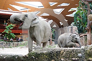 Elephants, ZÃÂ¼rich Zoo photo