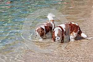 two beautiful examples of Cavalier King Charles spaniels