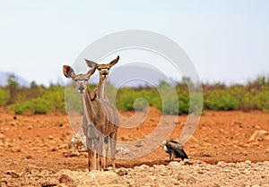 Two beautiful female Kudu looking ahead straight into camera