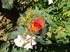 Two beautiful flowers