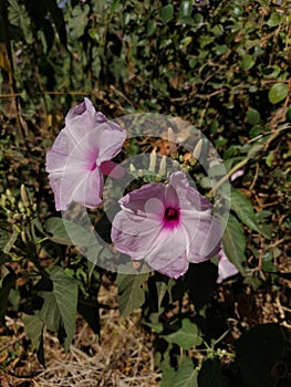 Two Beautiful Flowers