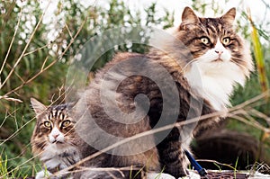 Two beautiful fluffy cats in a row. closeup view.