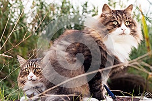 Two beautiful fluffy cats in a row. closeup view. photo