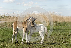 Two beautiful foals