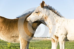 Two beautiful foals