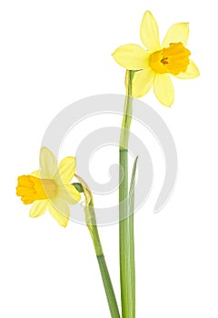 Two beautiful fresh yellow narcissus flowers isolated on white background. Easter decoration