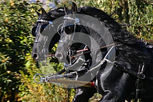 Two beautiful friesian horses pull a carriage