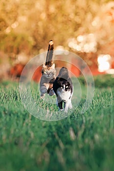 Two beautiful funny cute cats are fun and fast to run a race thr