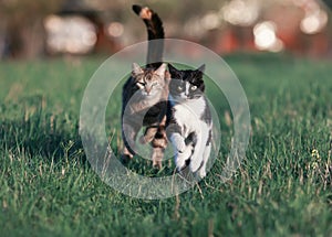 Two beautiful funny cute cats are fun and fast to run a race thr