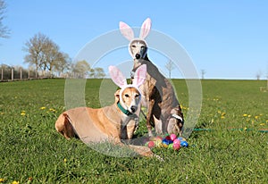 Two beautiful galgos are lying and sitting in the garden with funny bunny ears on the head and colorful easter eggs in the front photo