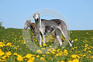 Two beautiful galgos are standing in a field with yellow dandelions in the garden photo