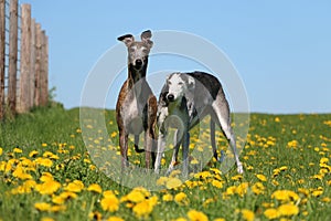 Two beautiful galgos are standing in a field with yellow dandelions in the garden photo
