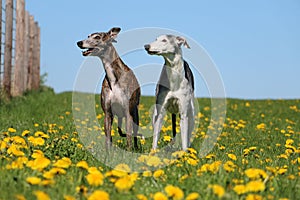 Two beautiful galgos are standing in a field with yellow dandelions in the garden photo
