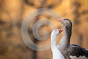 Two beautiful geese enjoying a morning walk on a farm. Domestic goose. Goose farm