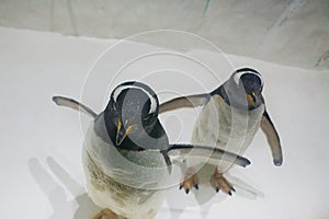 Two beautiful Gentoo penguins Pygoscelis papua at zoo on snowy background