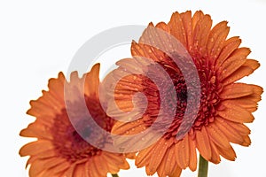 Two beautiful Gerbera daisy flowers in orange