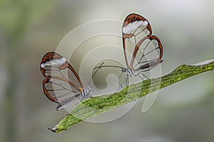 Two Beautiful Glasswing Butterflies Greta oto on a leaf in a summer garden. photo
