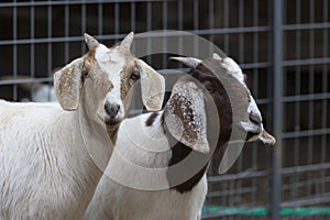Two beautiful goats. Closeup.