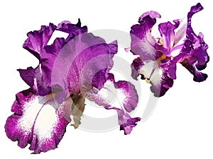 Two beautiful graceful iris flowers of purple color. White background. Isolate. Stamens and pistils, curved petals