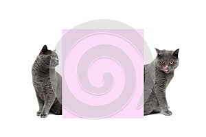 Two beautiful gray cats lie behind a banner on a white background