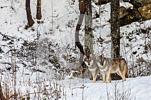 Two beautiful grey wolves, Canis lupus, in a winter forest with snow