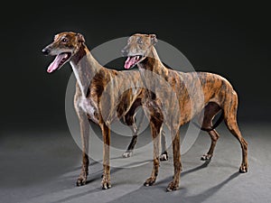 Two beautiful greyhounds