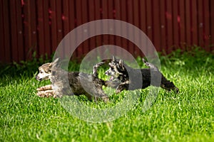 Two Beautiful and happy Powderpuff Chinese Crested puppies running in the grass