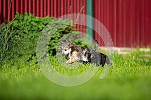 Two Beautiful and happy Powderpuff Chinese Crested puppies running in the grass