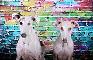 Two beautiful head portraits fom a pair of galgos in front of a colorful brick wall photo