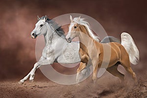 Two beautiful horse with long mane run in desert