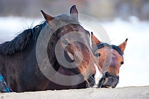 Two beautiful horses.