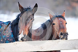 Two beautiful horses.