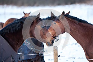 Two beautiful horses.