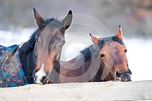 Two beautiful horses.