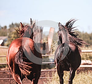 Two beautiful horses cantering away together; couples and freedom concept