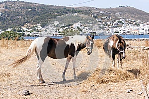 Two beautiful horses in a field agains a backdrop of a beautiful island Patmos in Greece photo