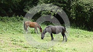 Two beautiful horses grazing in a paddock