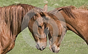 Two beautiful horses