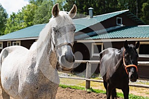 Two beautiful horses, one white the other black are walking on the field