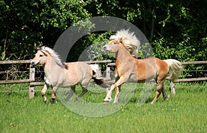 Two beautiful horses are running on the paddock in the sunshine