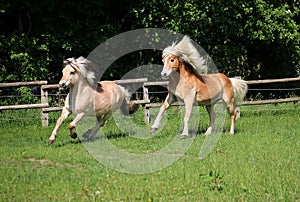 Two running horses