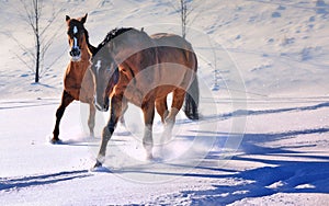 Two beautiful horses in snow field