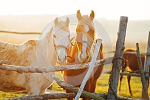 Two beautiful horses in a stall at sunset.