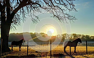 Two Beautiful Horses with Sunrise on Farm