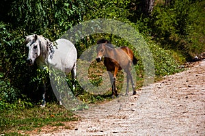 Two beautiful hourses