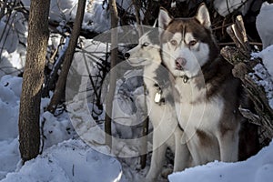 Two beautiful huskies walking in the winter forest. Siberian husky dogs on the snow.